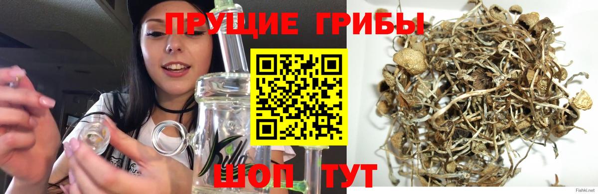 Галлюциногенные грибы Psilocybine cubensis Аша